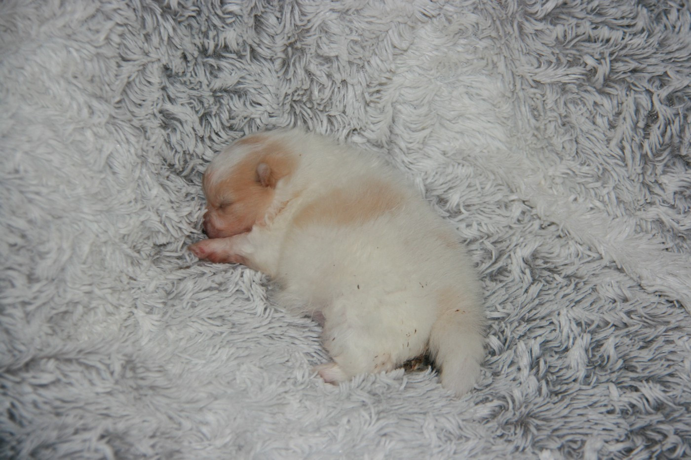 Atomic Baby