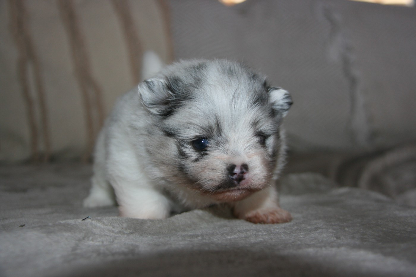 Nos autres chiots